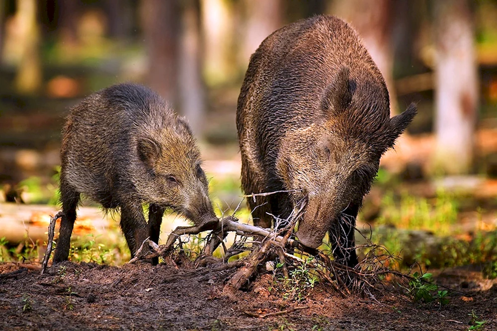 Ein wilder Kabanak Wildbär Baschkortostan