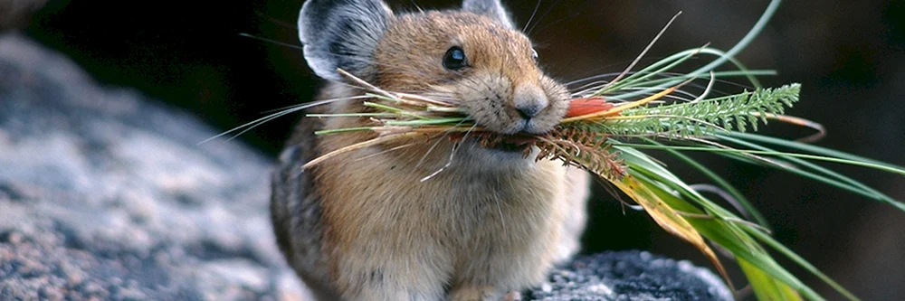 Wildchinchilla