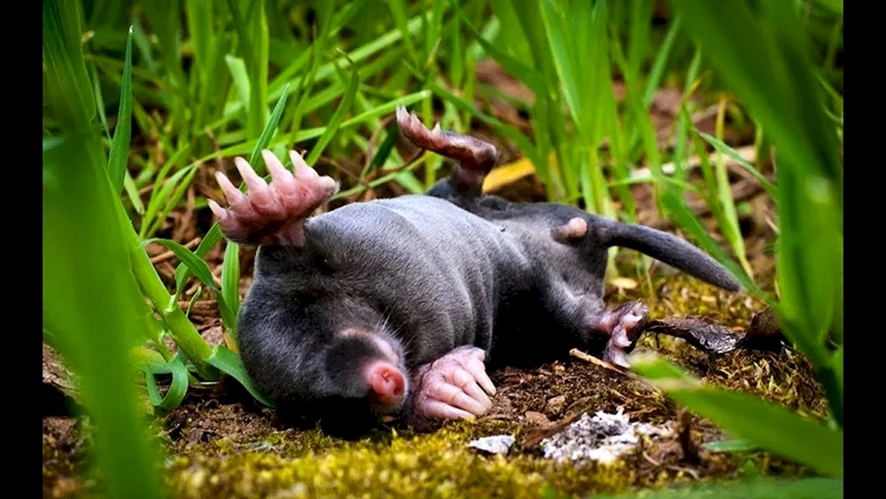 Mole Amerikanischer Spitzmausmaulwurf