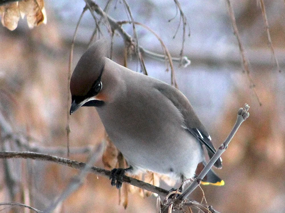 Kleiner grauer Vogel mit einem Schopf