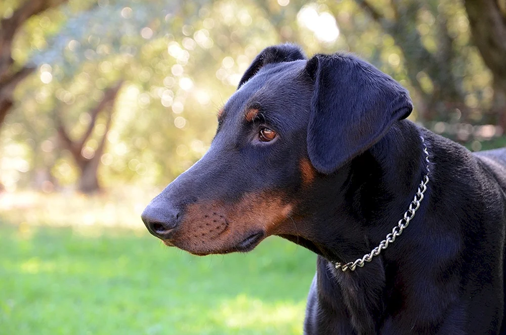 Dobermann isabella Dobermann