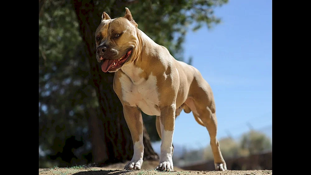 Pit Bull American Pit Bull Terrier