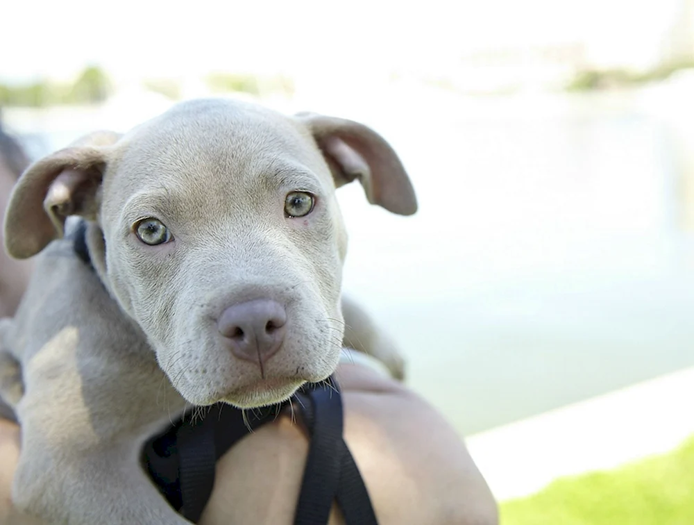 Argentinischer Staffordshire Terrier