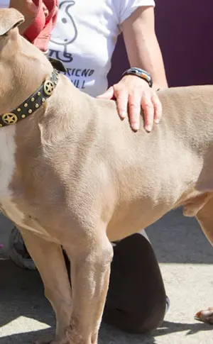 Argentinischer Staffordshire Terrier