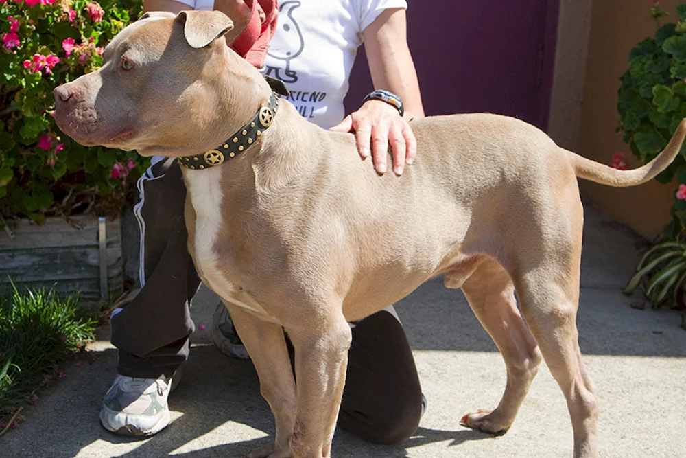 Argentinischer Staffordshire Terrier