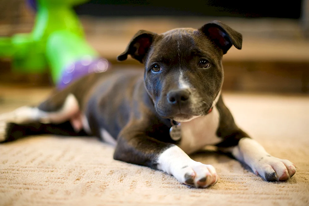 Amstaff Blue