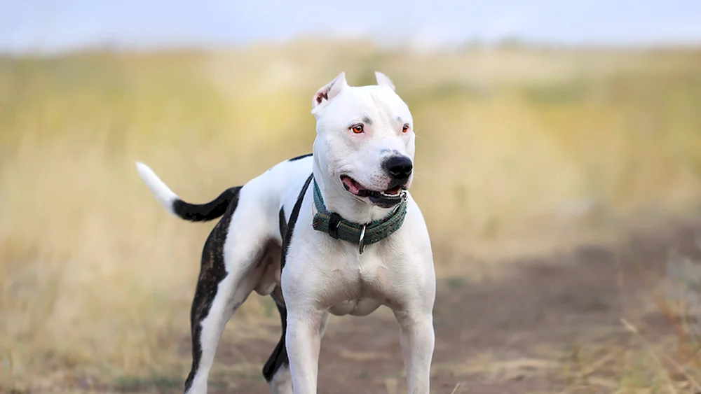 Bully Kutta Hund