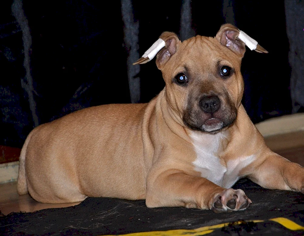 Argentinischer Staffordshire-Terrier