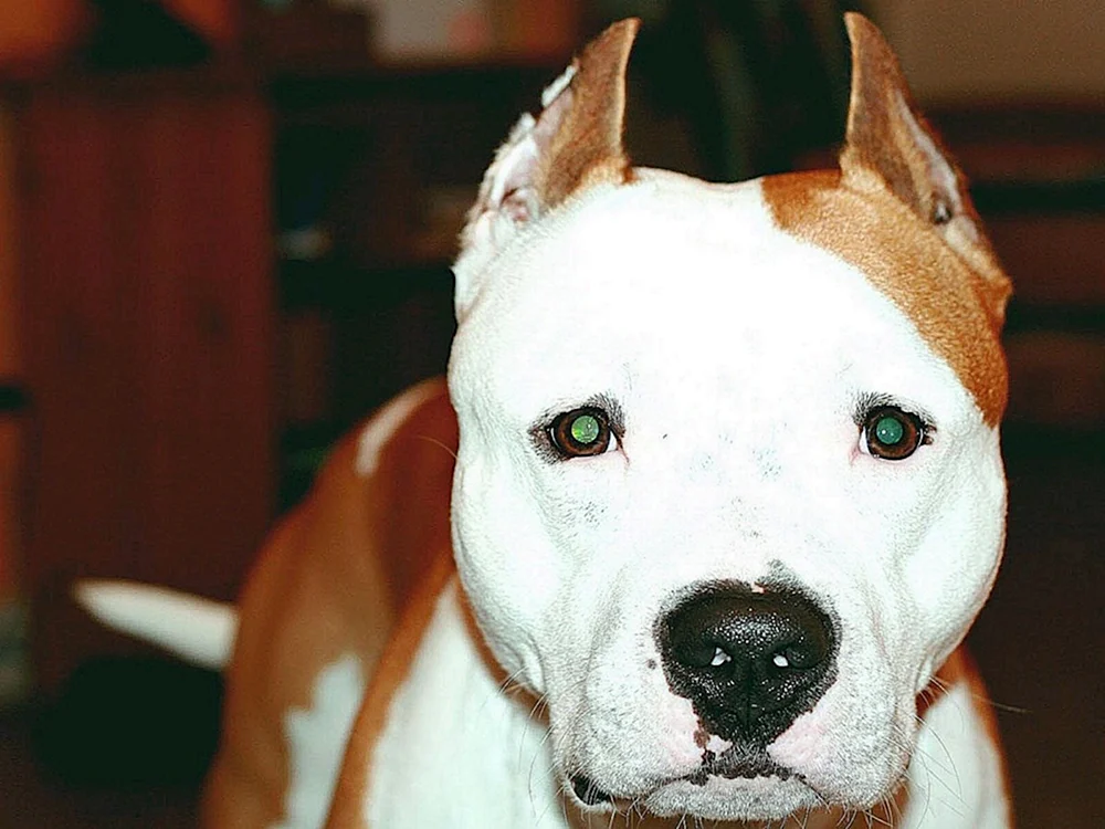 Amerikanischer Staffordshire Terrier weiß