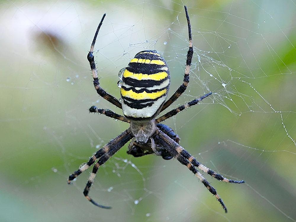 Tarantula spider Gebiet Krasnodar