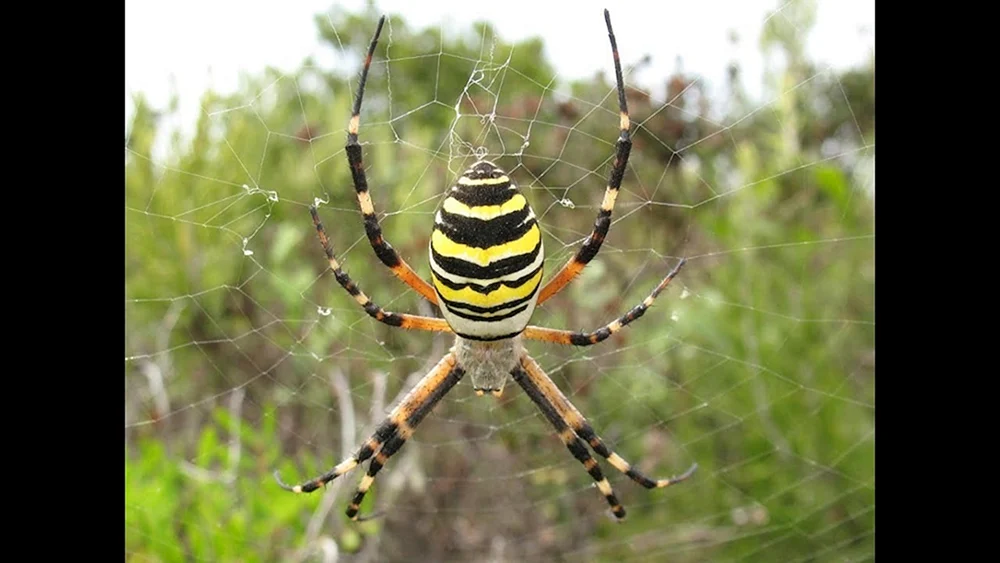 Astrakhan Caracourtspinne