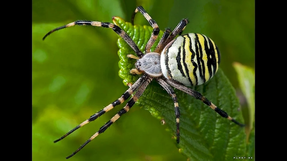 Argyopa brunnicha spider- Wespe