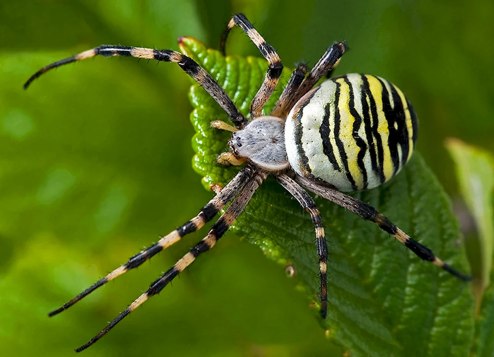 Caracourtspinne