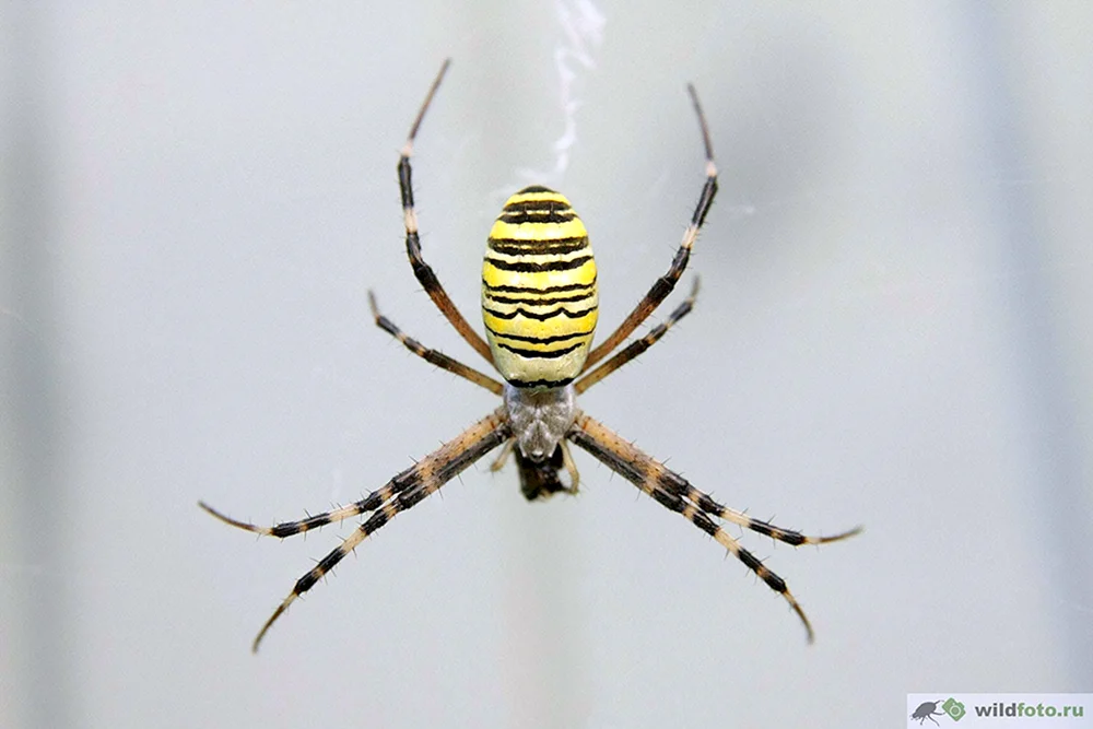 Argyopa brunnicha bite