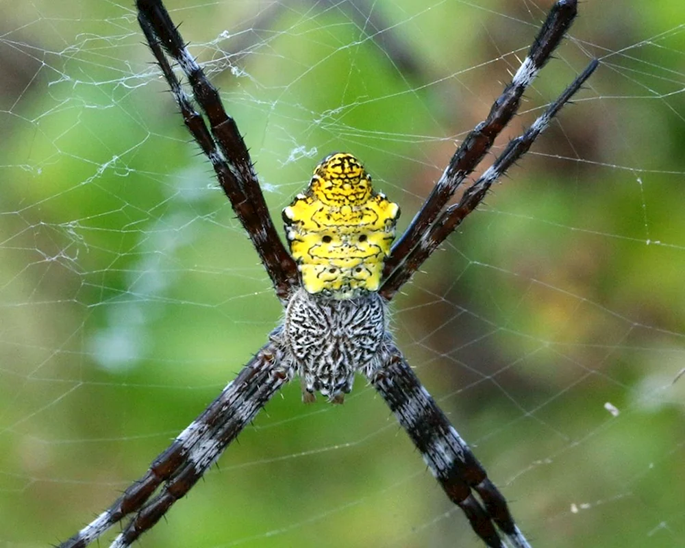 Argyopa kaiserlinga