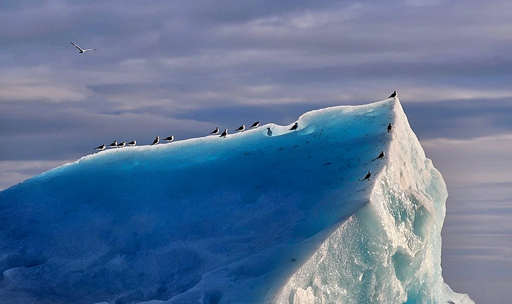 Cascade Polar