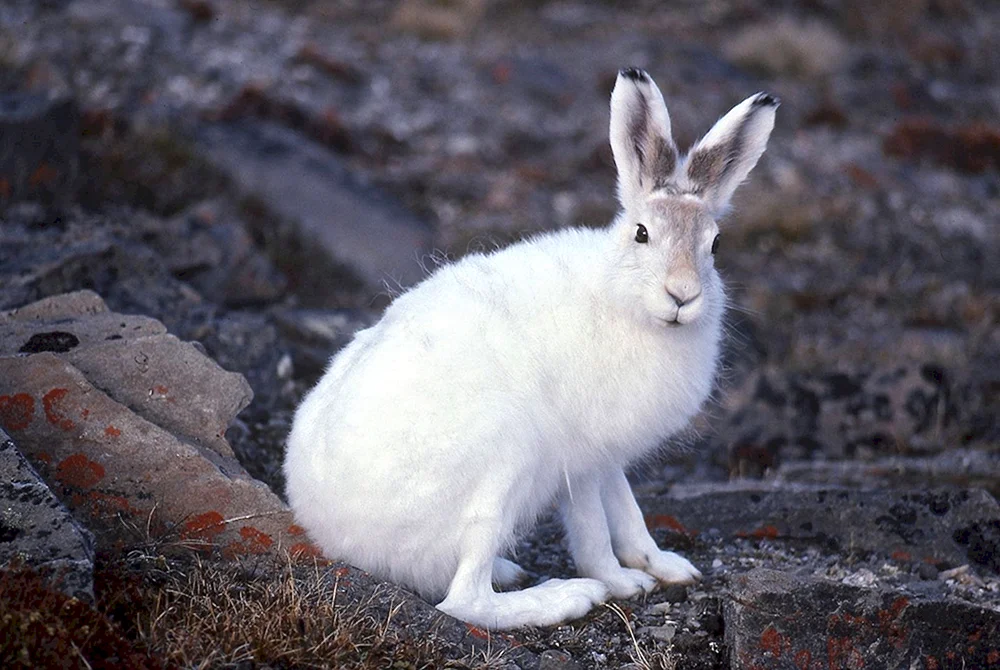 Belyak - Lepus timidus Linnaeus 1758