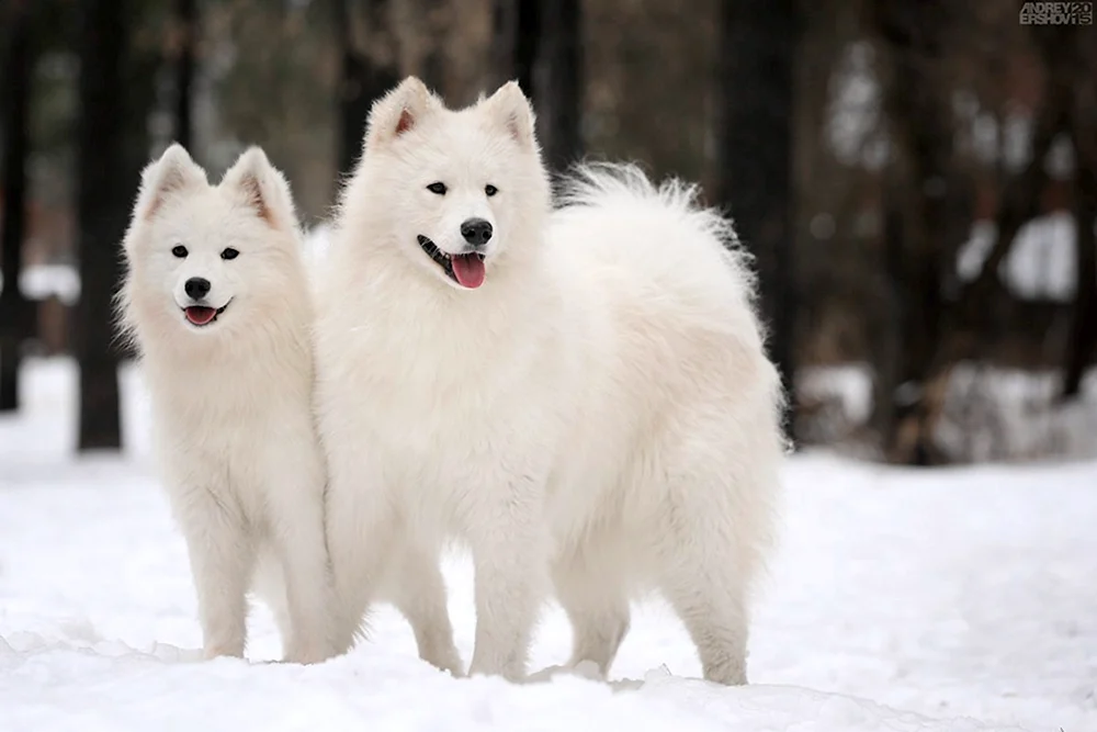 Samojeden-Husky