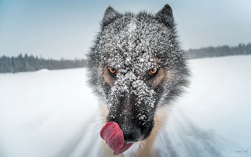 Wolf