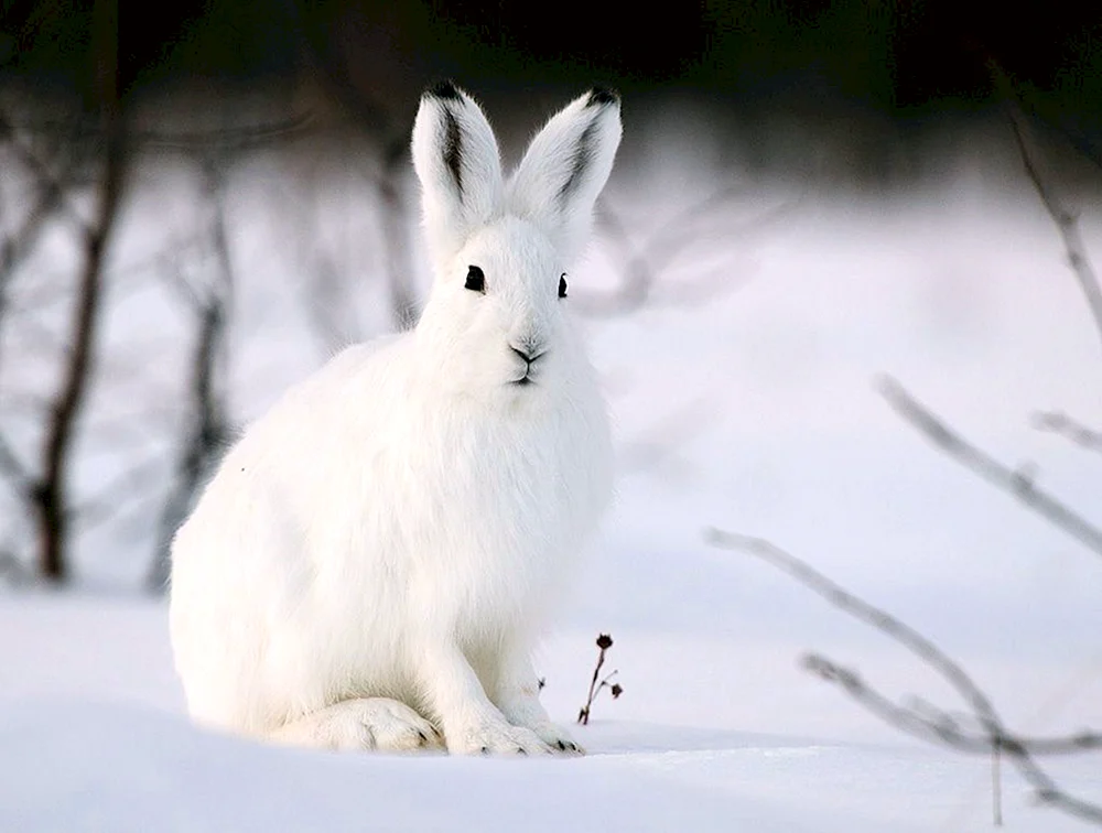 Arktischer Hase Eichhörnchen