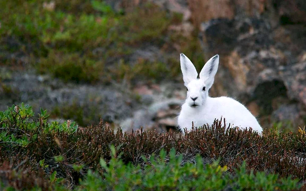 Sibirisches nördliches Rentier Kuznetsky Alatau