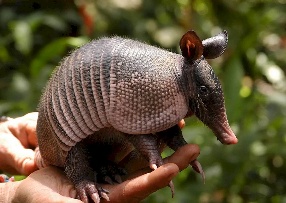 Gefleckter Tapir