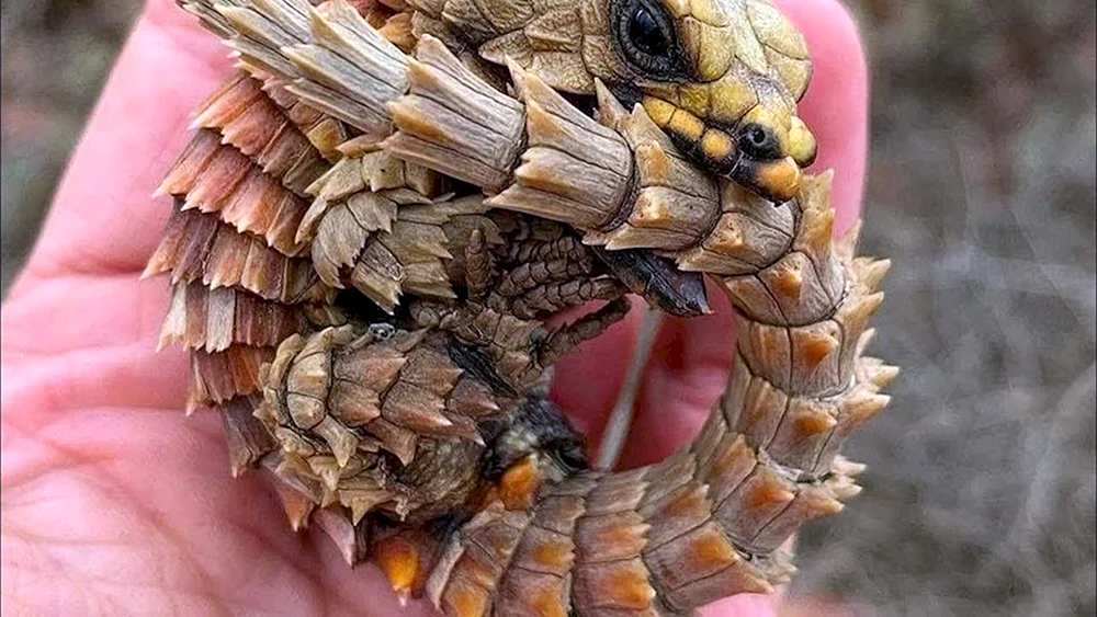 Armadillo-Kragenschwanzechse