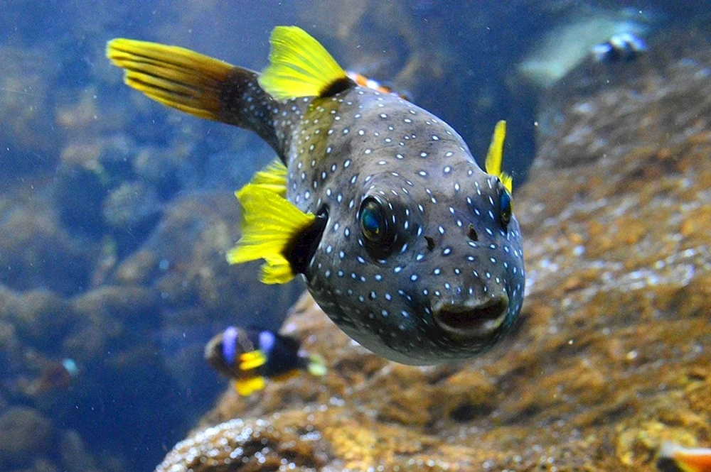 Tropische Fische