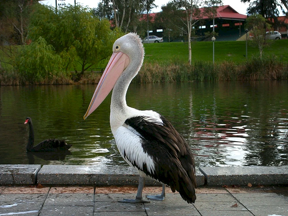 Zoo Ashgabat Pelikanvögel