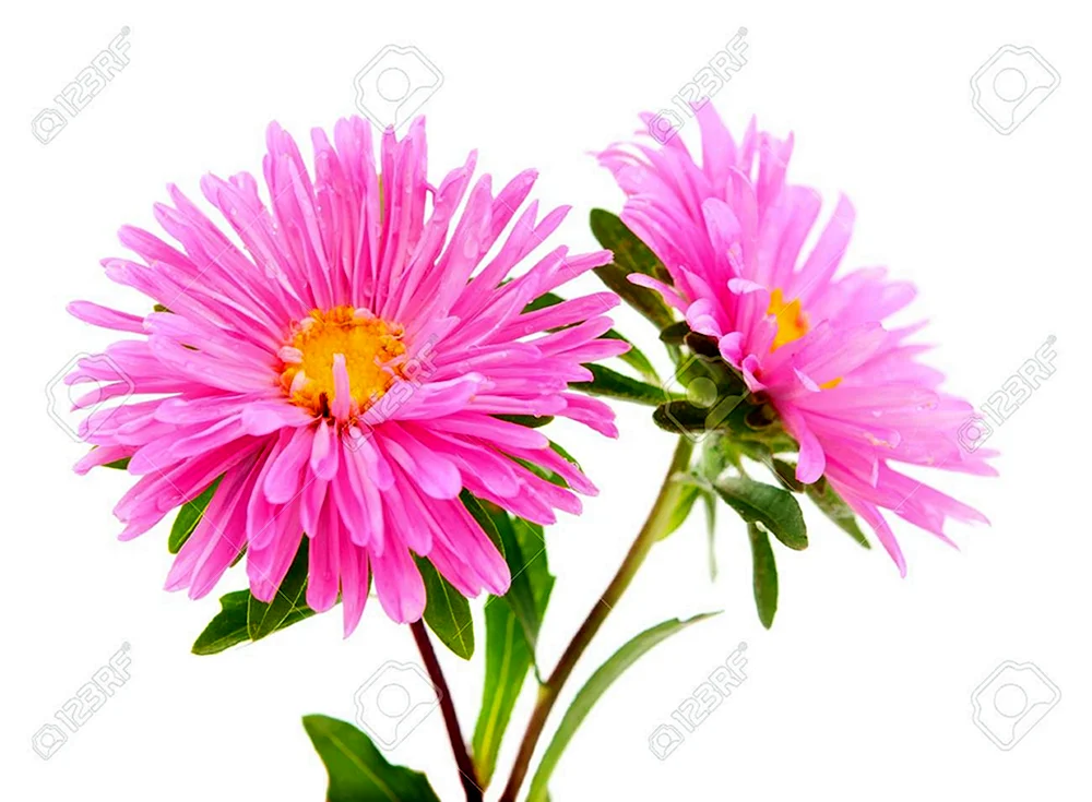 Asterchrysantheme Zembla