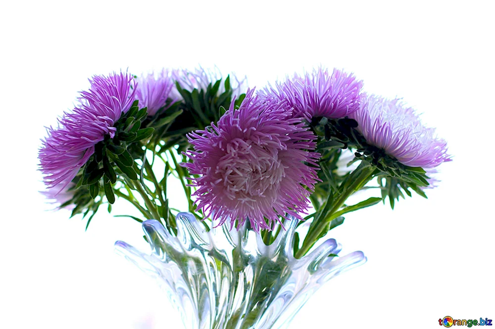 Asterblüte auf weißem Hintergrund