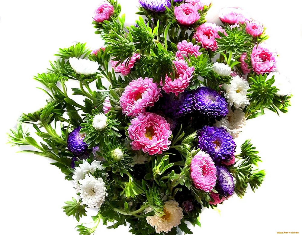 Aster im Topf