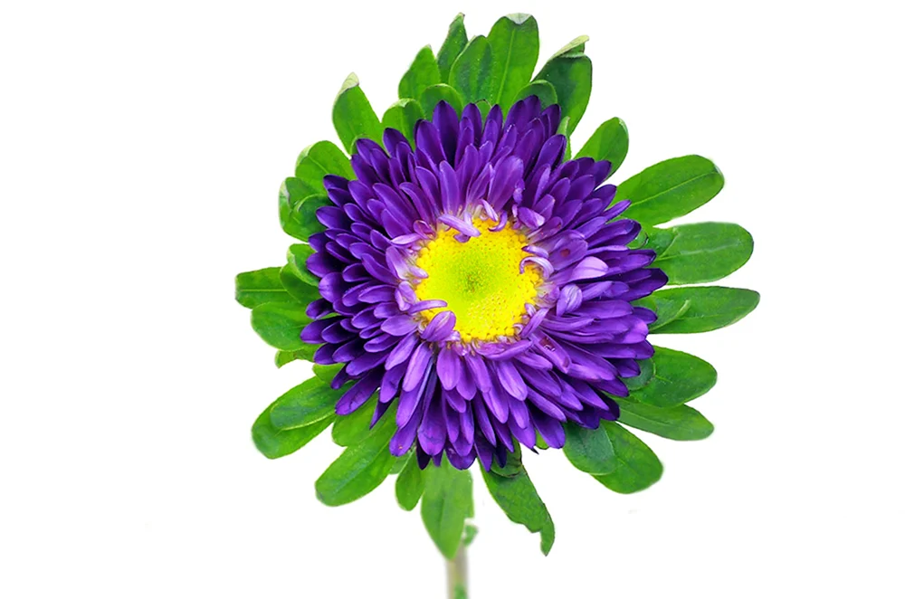 Aster lila