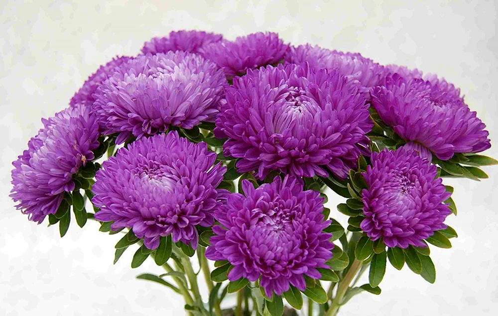 Chrysantheme auf weißem Hintergrund