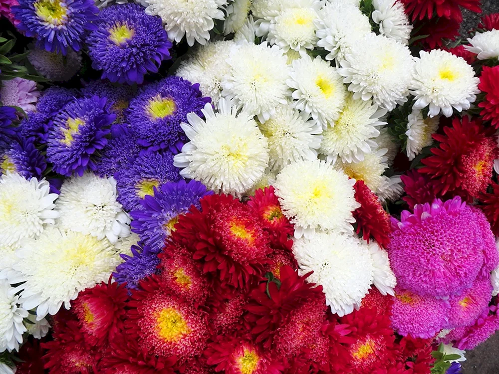 Astra terry. Chrysantheme
