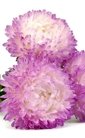 Aster auf weißem Hintergrund