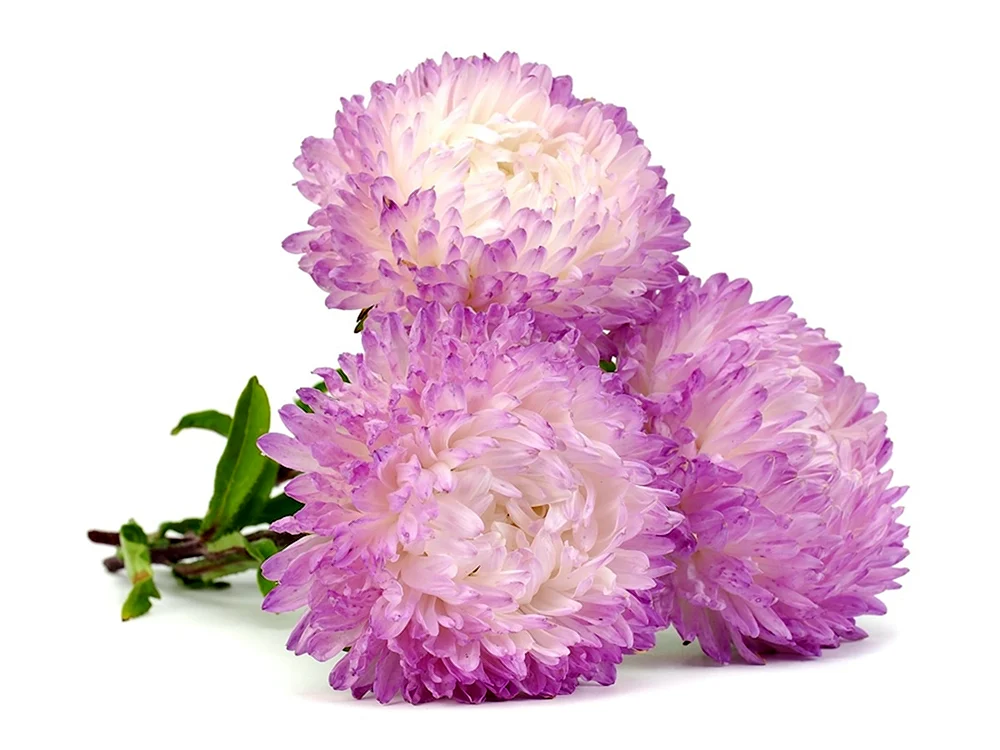 Aster auf weißem Hintergrund