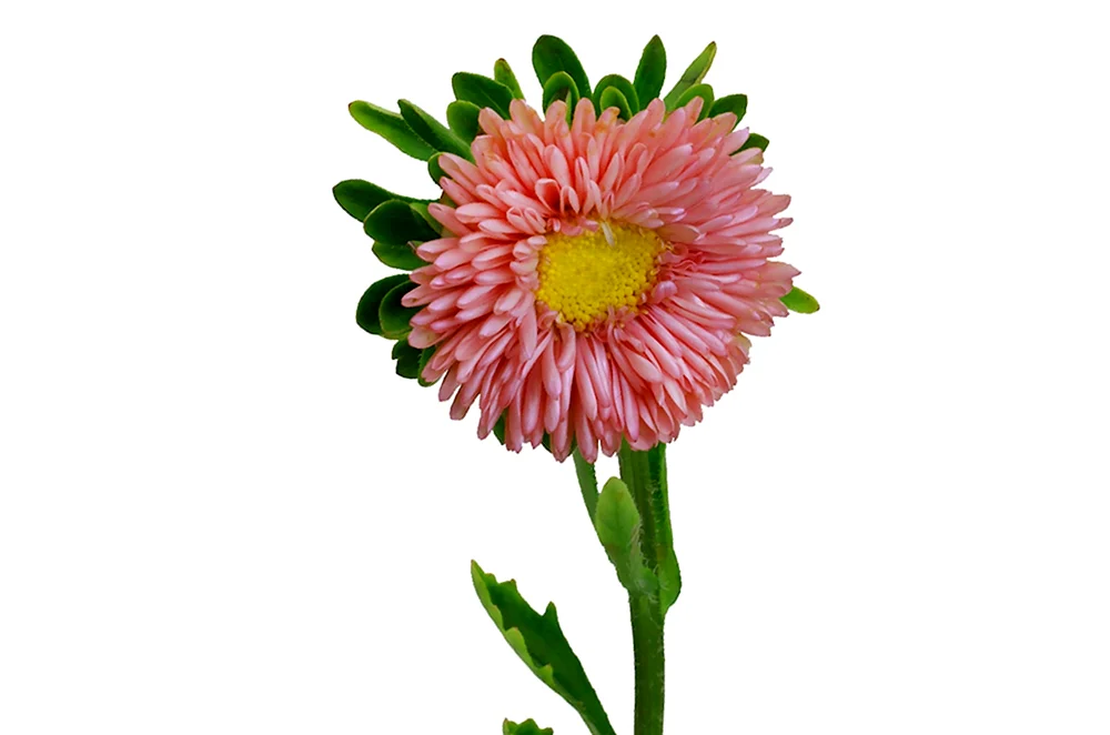 Asterblüten auf transparentem Hintergrund