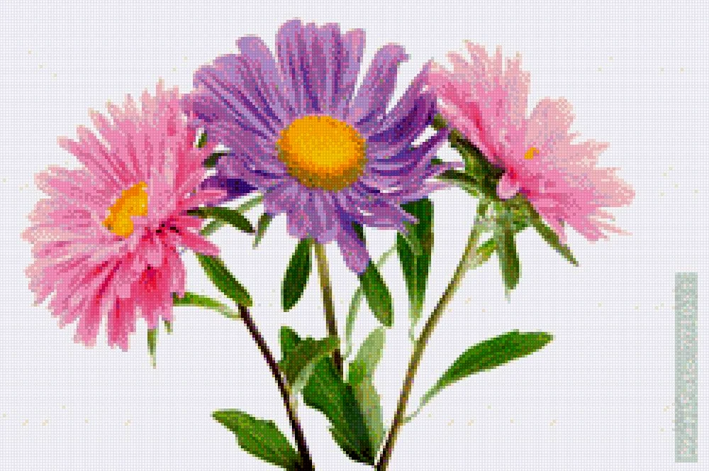 Aster auf weißem Hintergrund