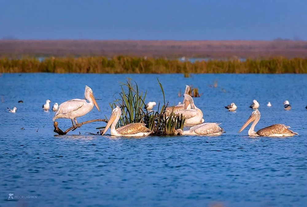 Reservat des Astrakhaner Deltas