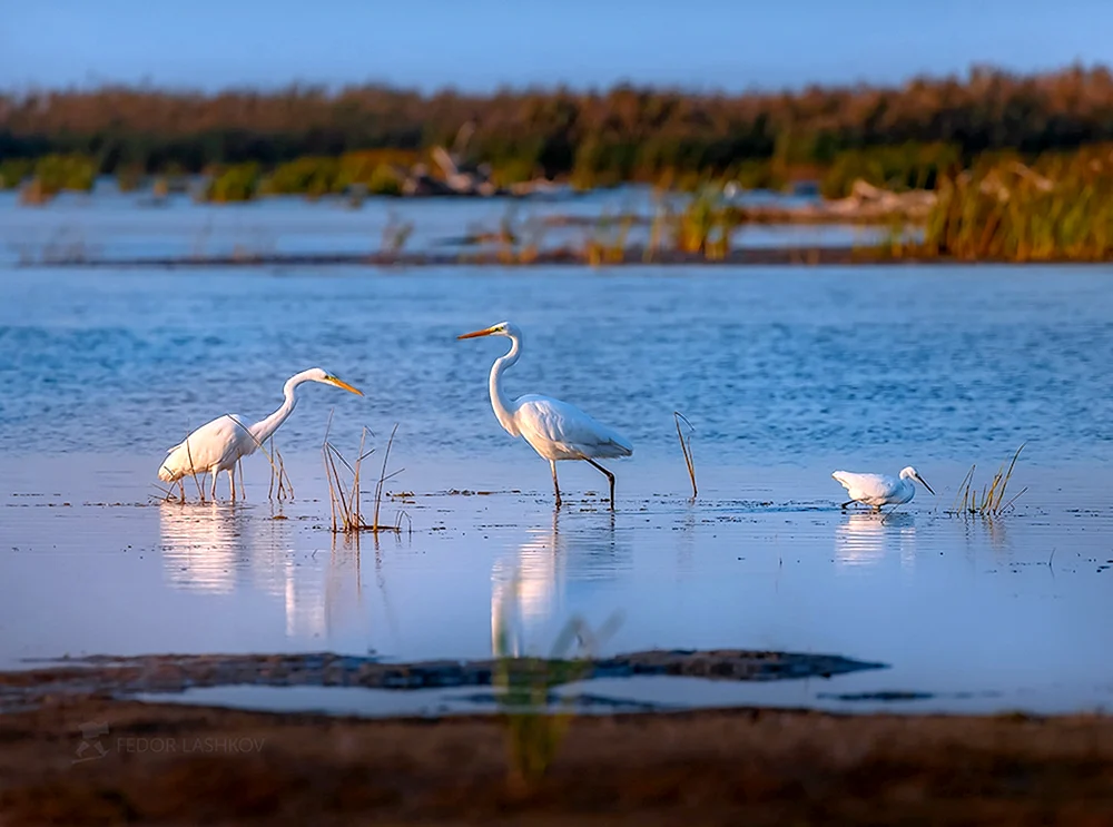 Pelikanreservat Astrakhan