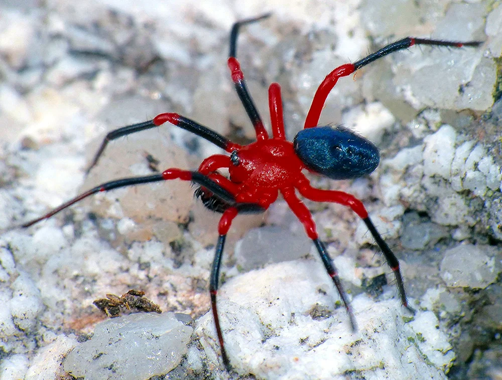 Cerbal Arabische Spinne