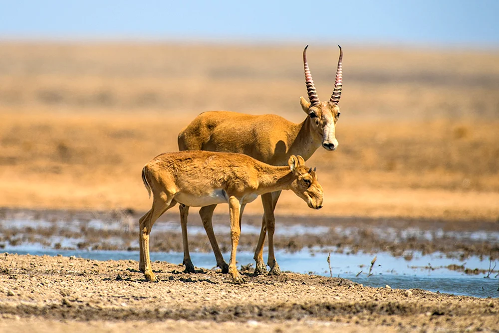 Saiga Saiga