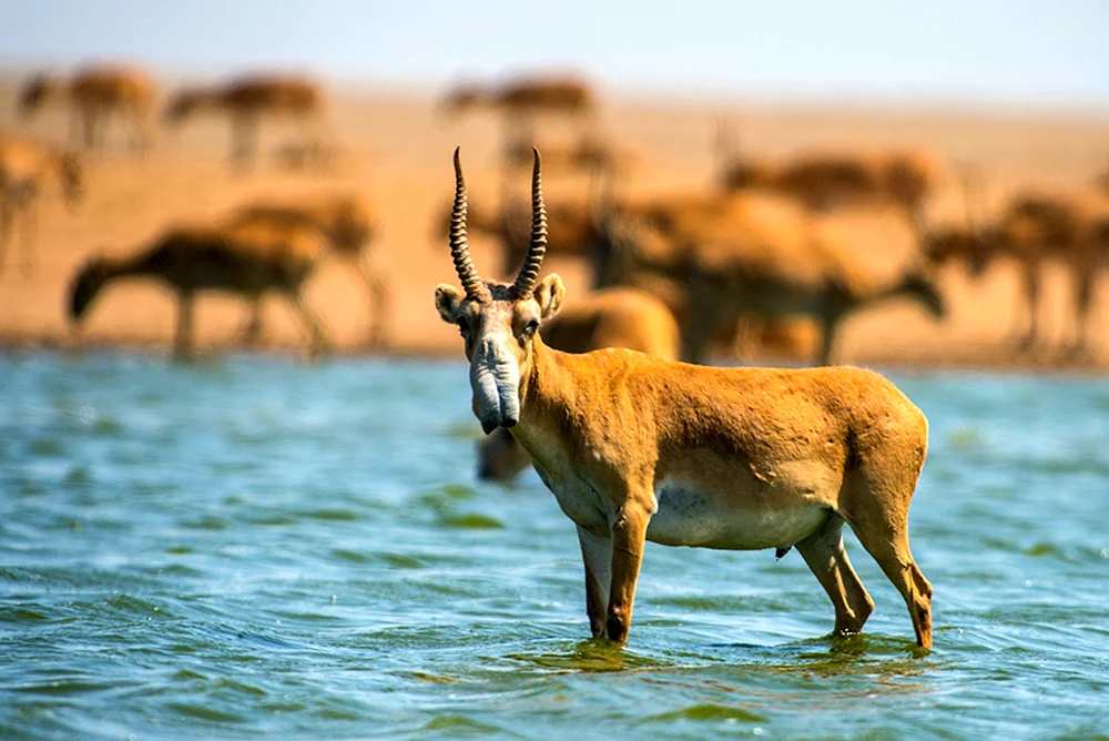 Saiga Saiga
