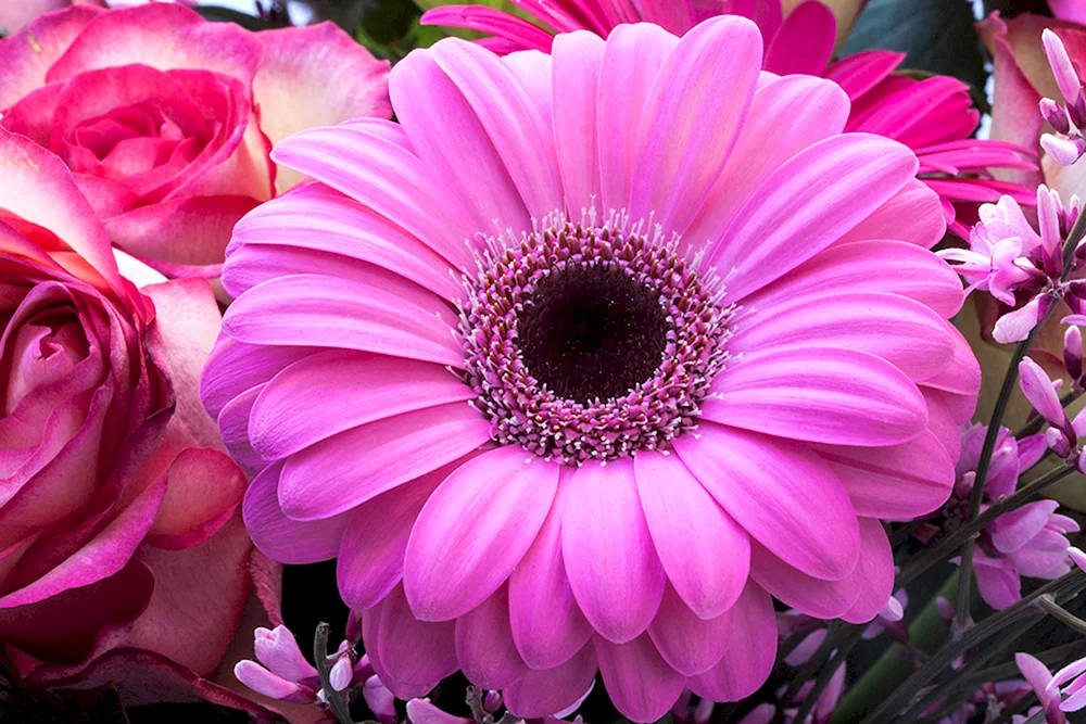 Aster gerbera