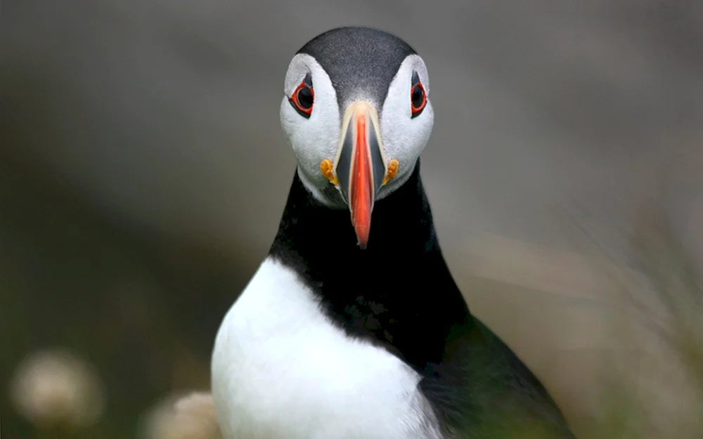 Atlantischer toter Vogel.