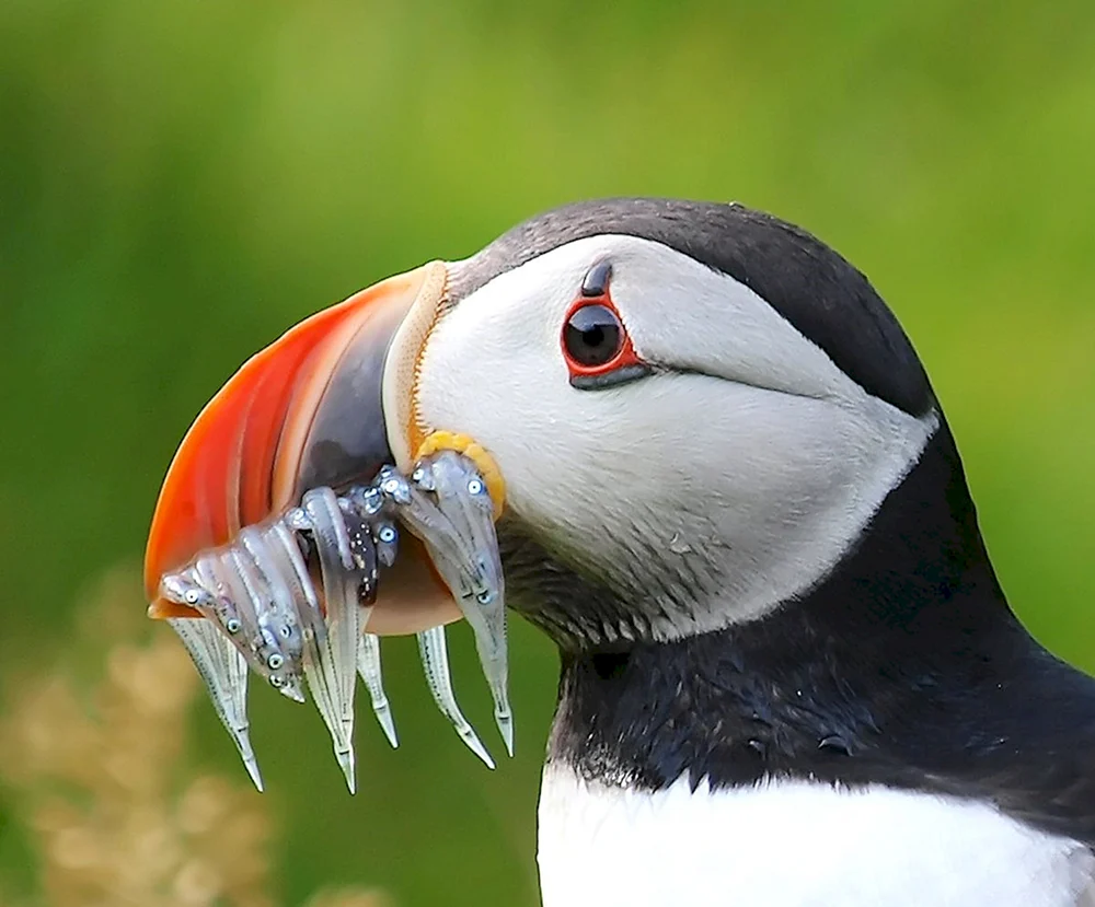 Ente Stockentenschnabel