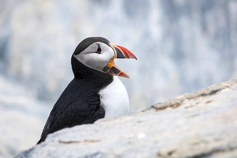 Atlantische Tupelo Vogel