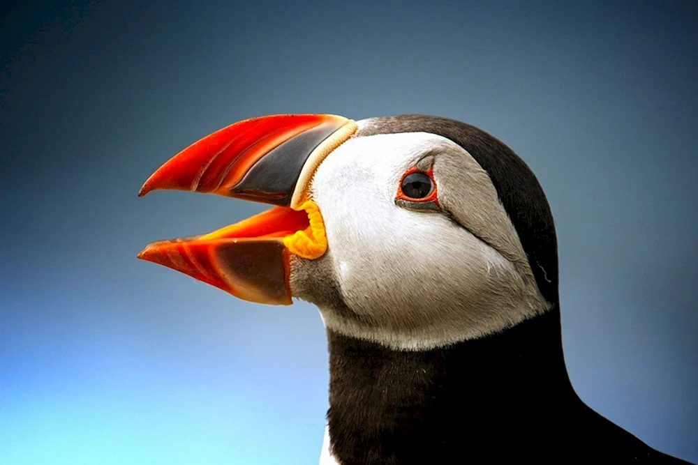 Atlantische Sackgasse Vogel