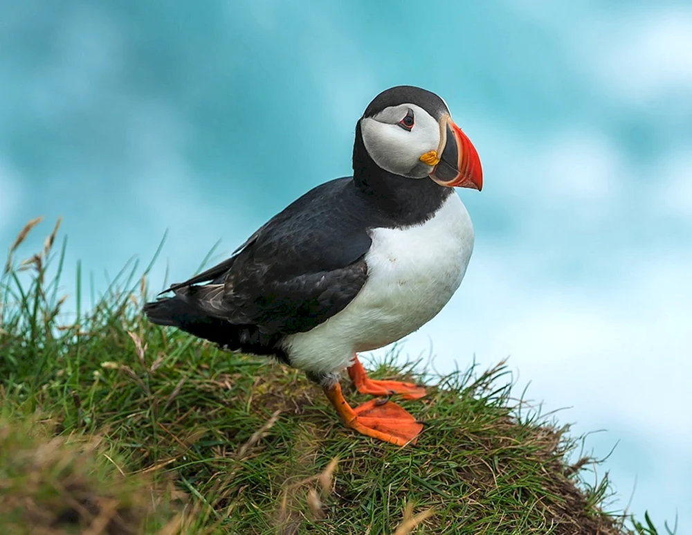Atlantischer toter Vogel